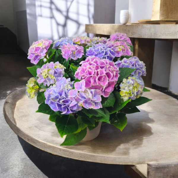 Vazoninis Augalas...