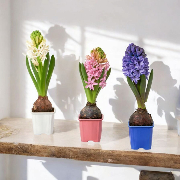 Vazoninis Augalas "Mini...