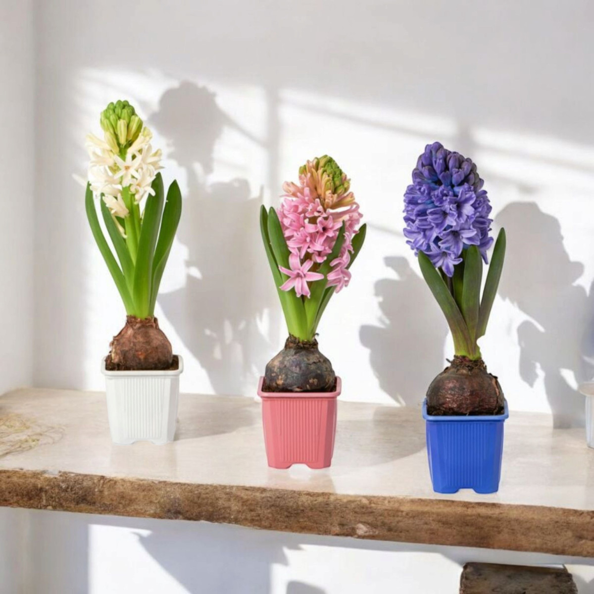 Vazoninis Augalas "Mini Hiacintas"