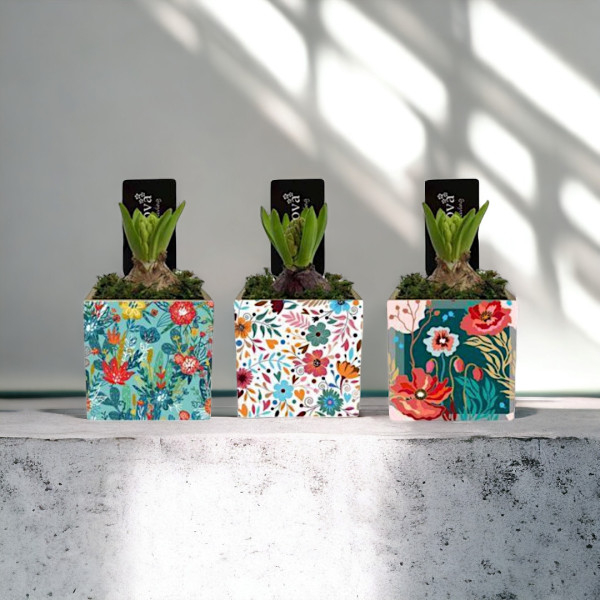 Vazoninis Augalas "Mini...