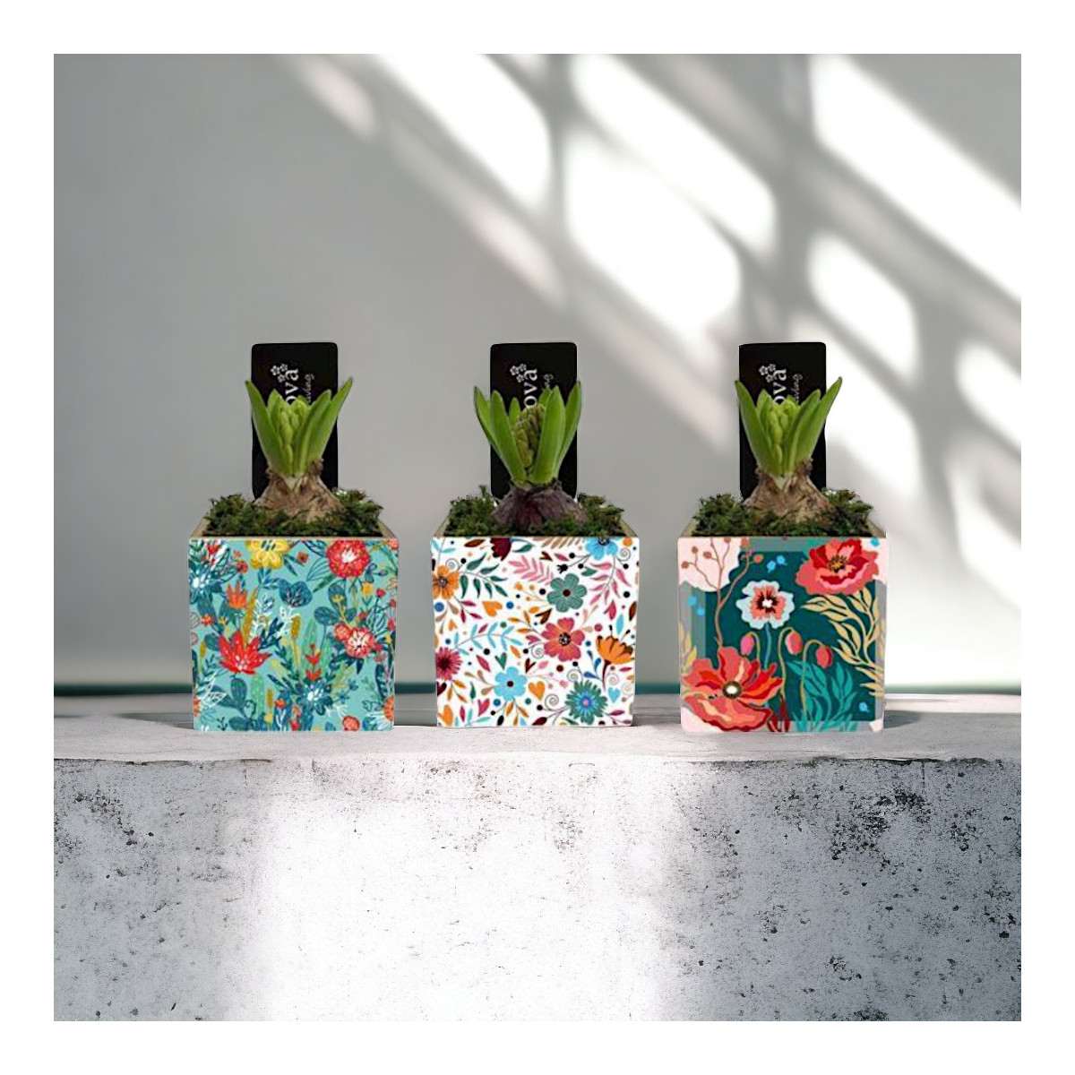 Vazoninis Augalas "Mini Hiacintas"