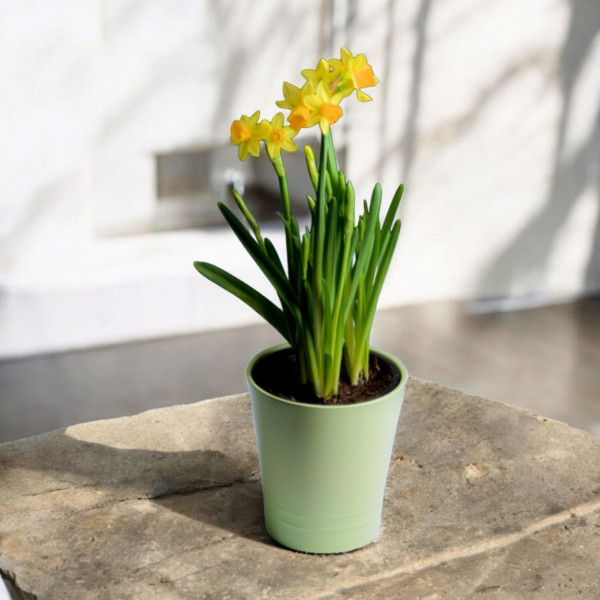 Vazoninis Augalas "Narcizai"
