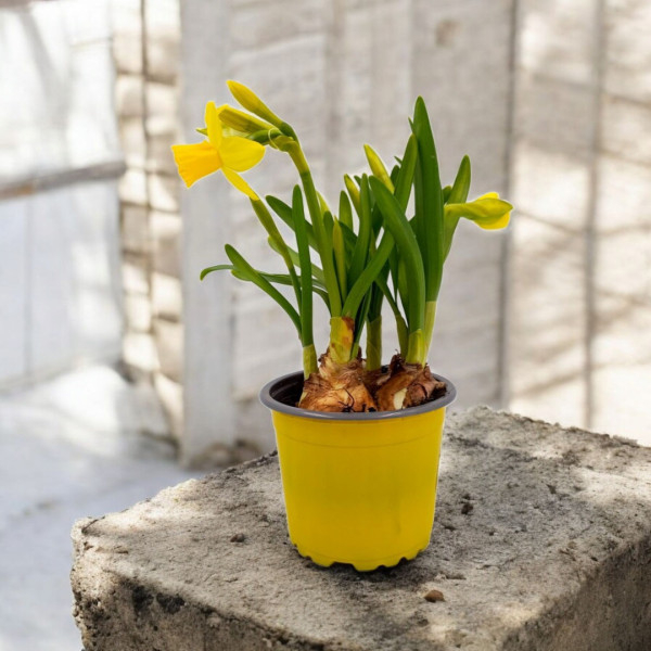 Vazoninis Augalas...