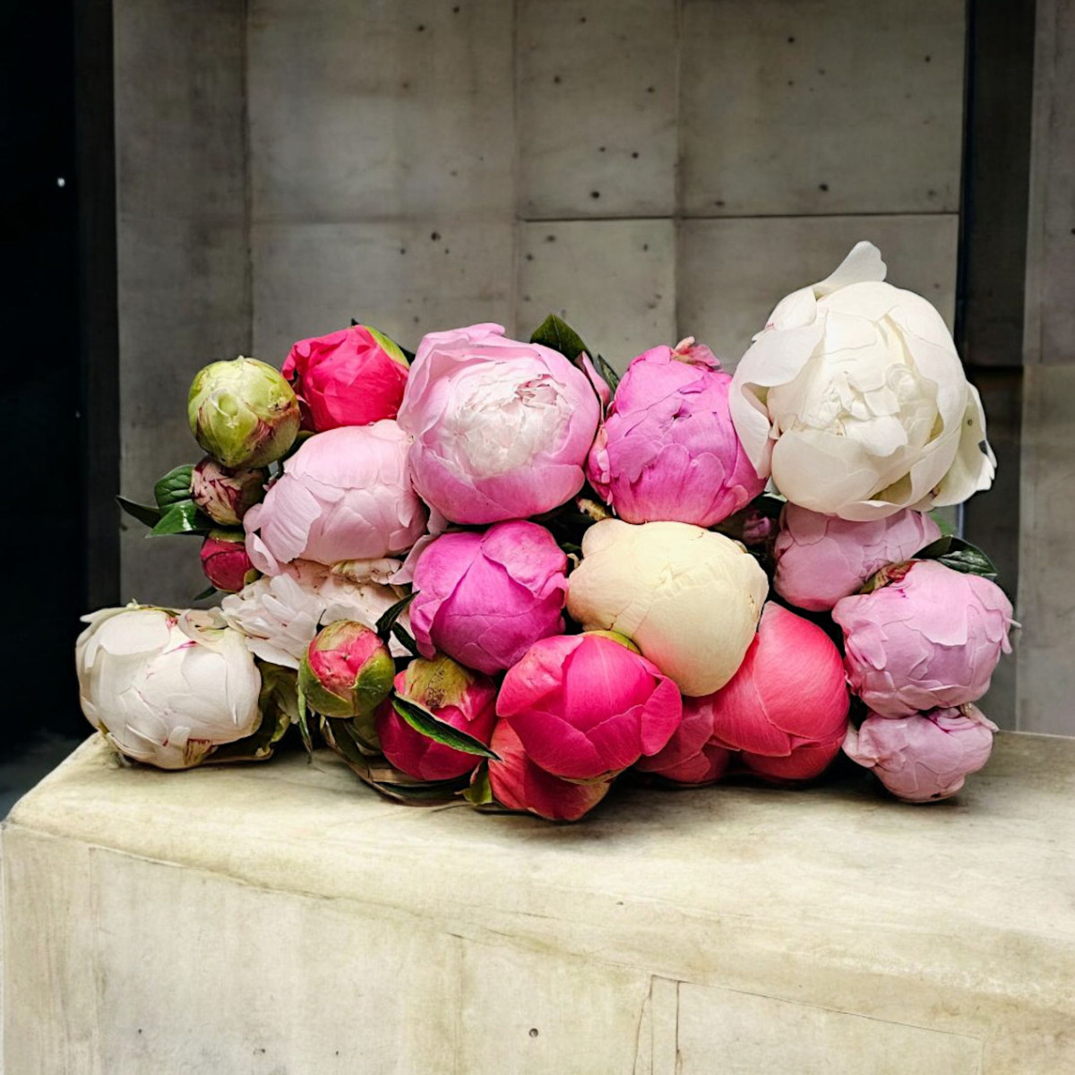 Bijūnai (Spalvų Mix), Kaina nurodyta...