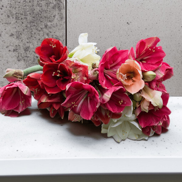 Puokštė "Amarilių Gama" 11...