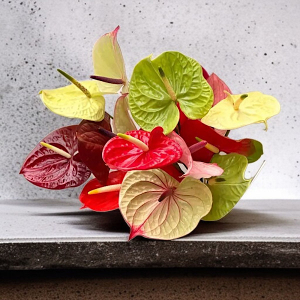 Puokštė "Anturių Gama" 5...