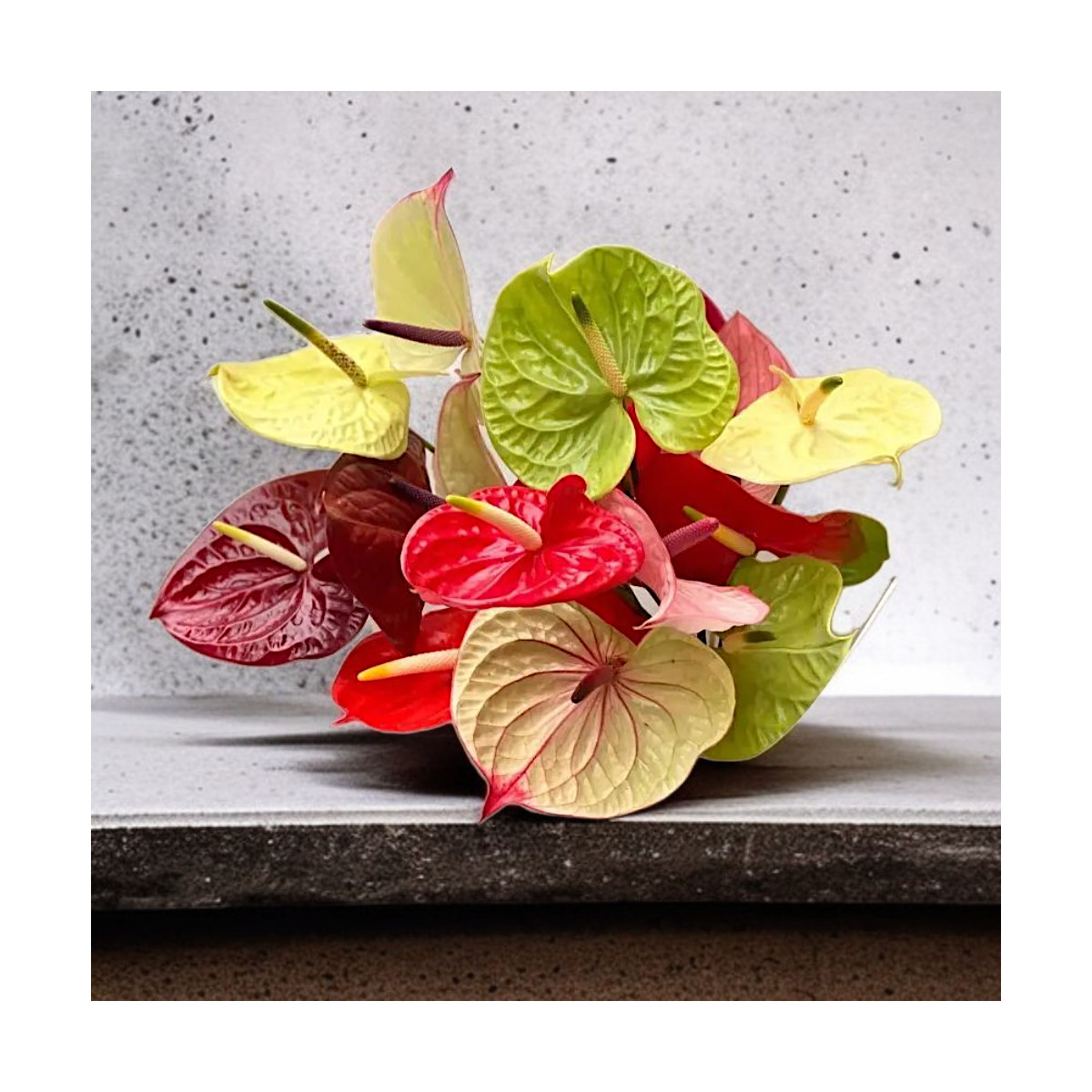 Puokštė "Anturių Gama" 21 vnt. žiedų,...