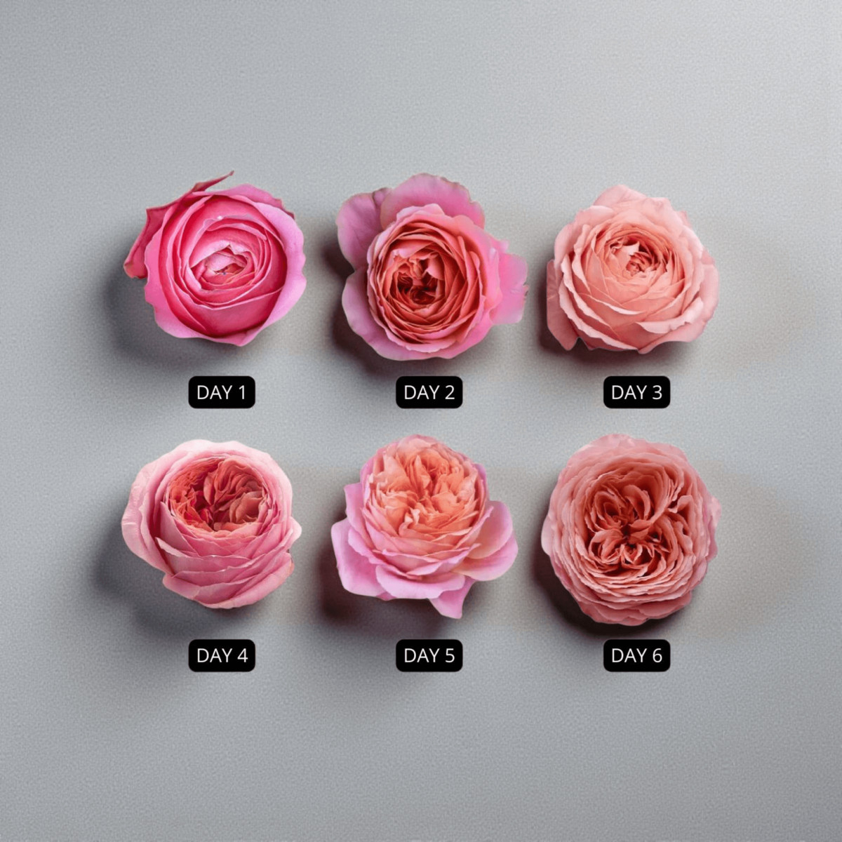 Puokštė "Bijūninės Pink Rožės" 21...