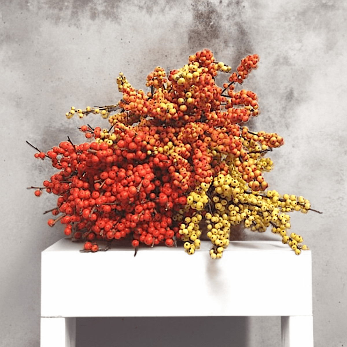 Puokštė "Bugienių Gama" 5 vnt. žiedų,...