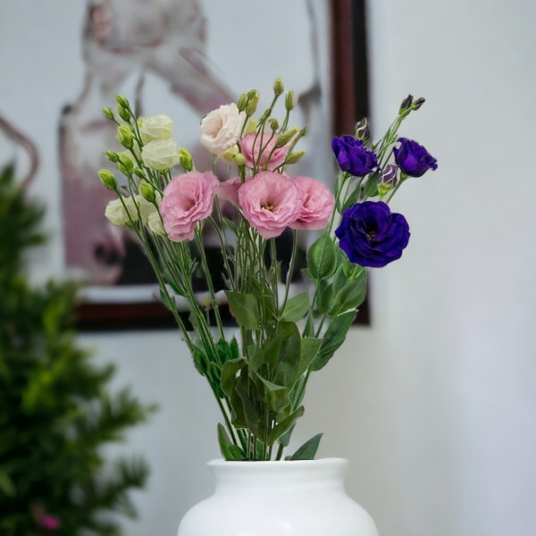 Eustomos (Spalvų Mix), Kaina nurodyta 1 vnt.