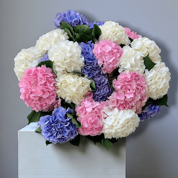 Hortenzijos (Spalvų Mix), Kaina nurodyta 1 vnt.