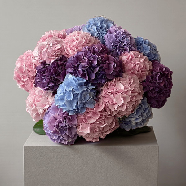 Hortenzijos (Spalvų Mix),...