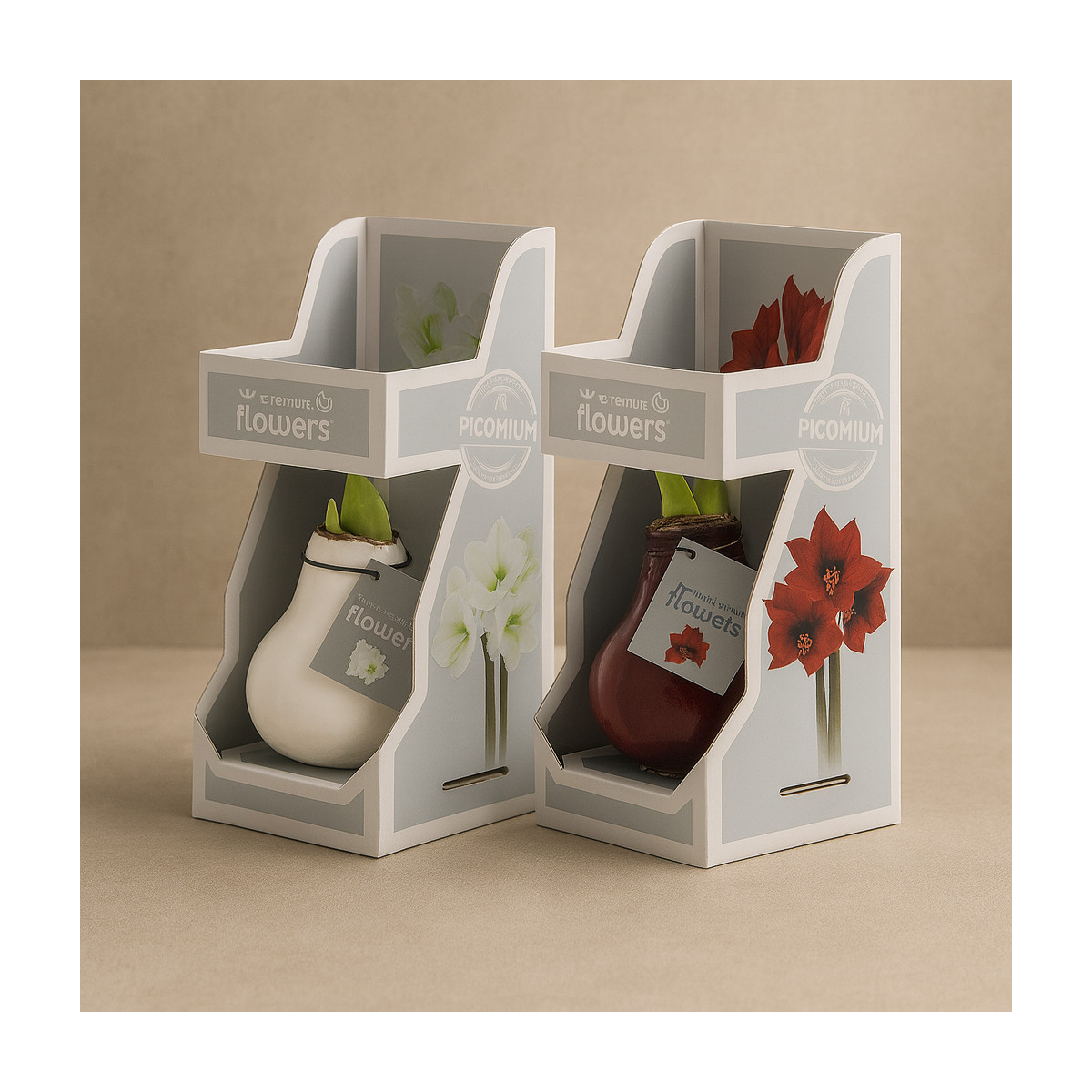 Vazoninis augalas „Vaškuota Amarilio...