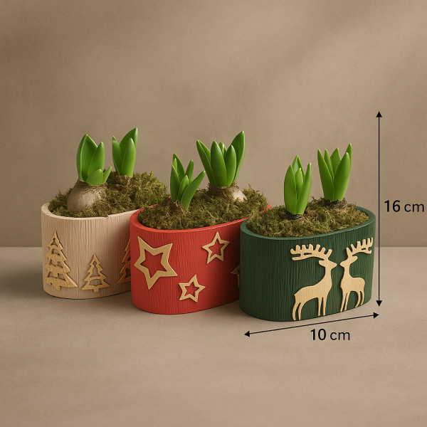 Vazoninis augalas...