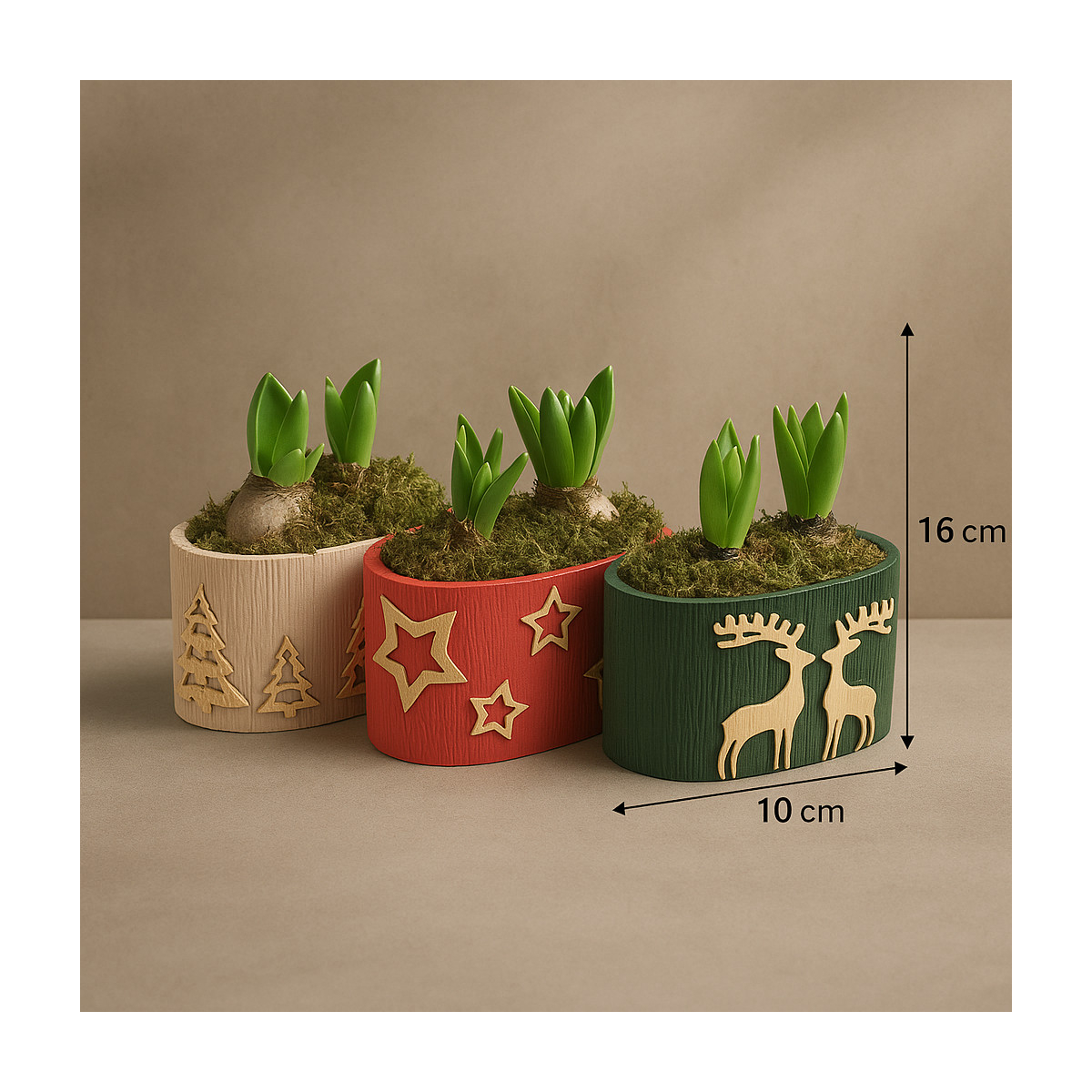 Vazoninis augalas „Šventinis Hiacintas“