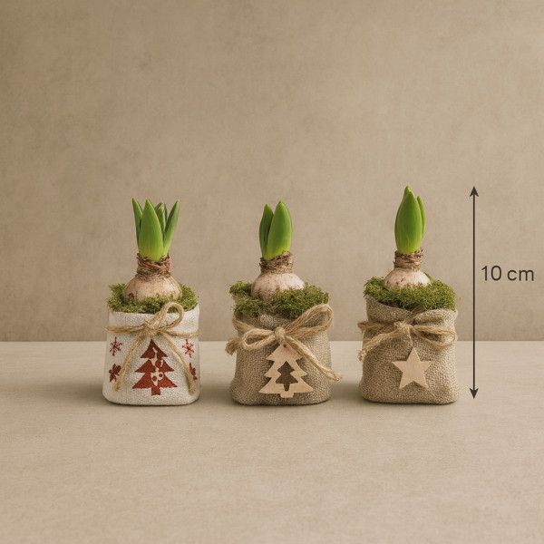 Vazoninis augalas...