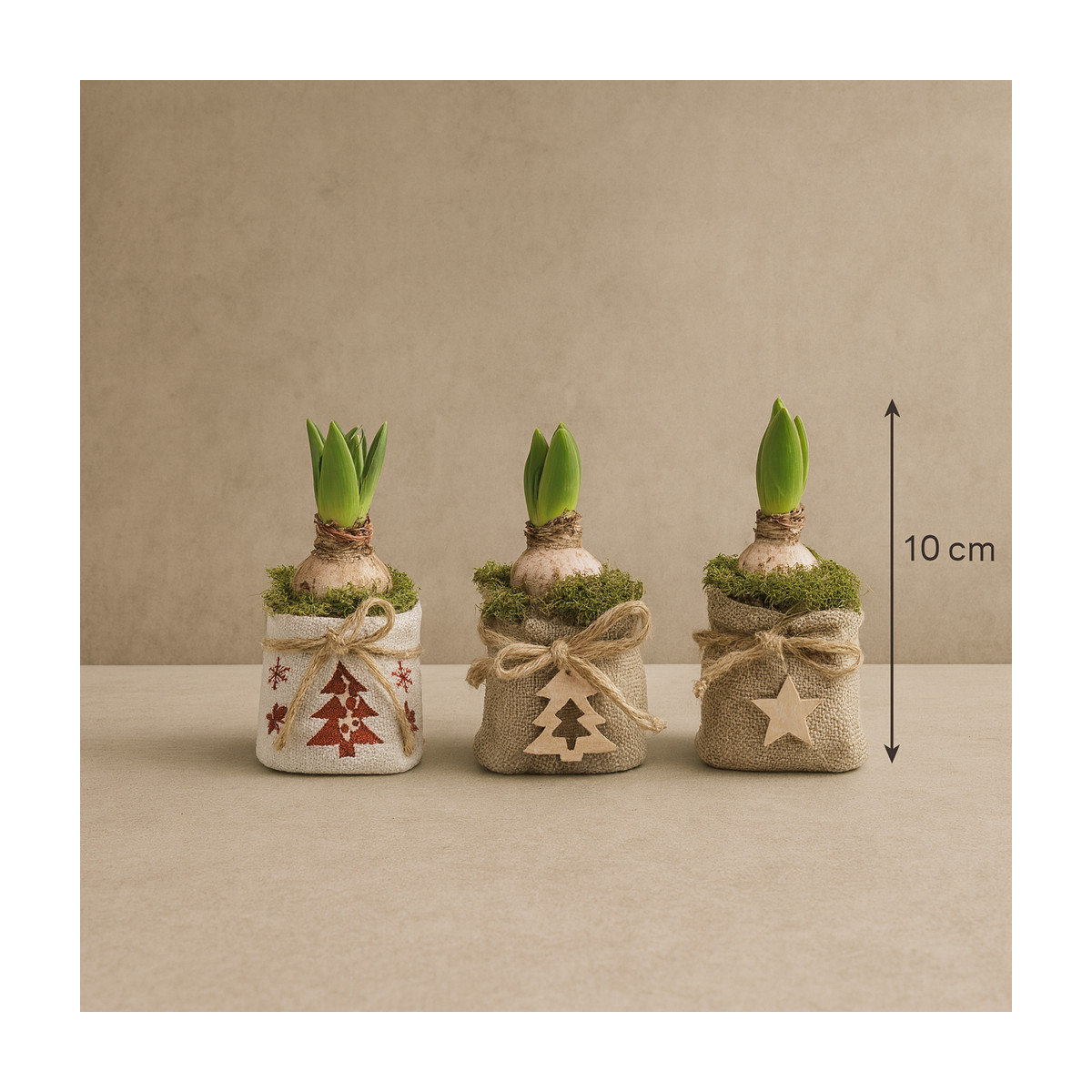 Vazoninis augalas „Hiacintas Žiemos...