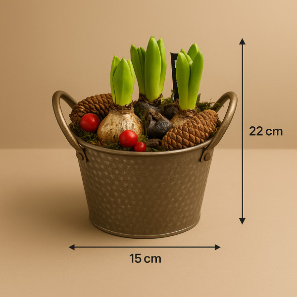 „Žiemos Miško Hiacintai“