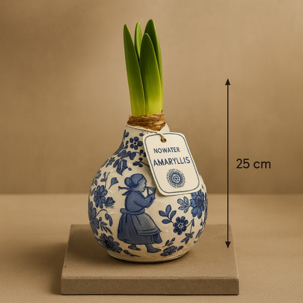 Vazoninis Amarilis „Delft...