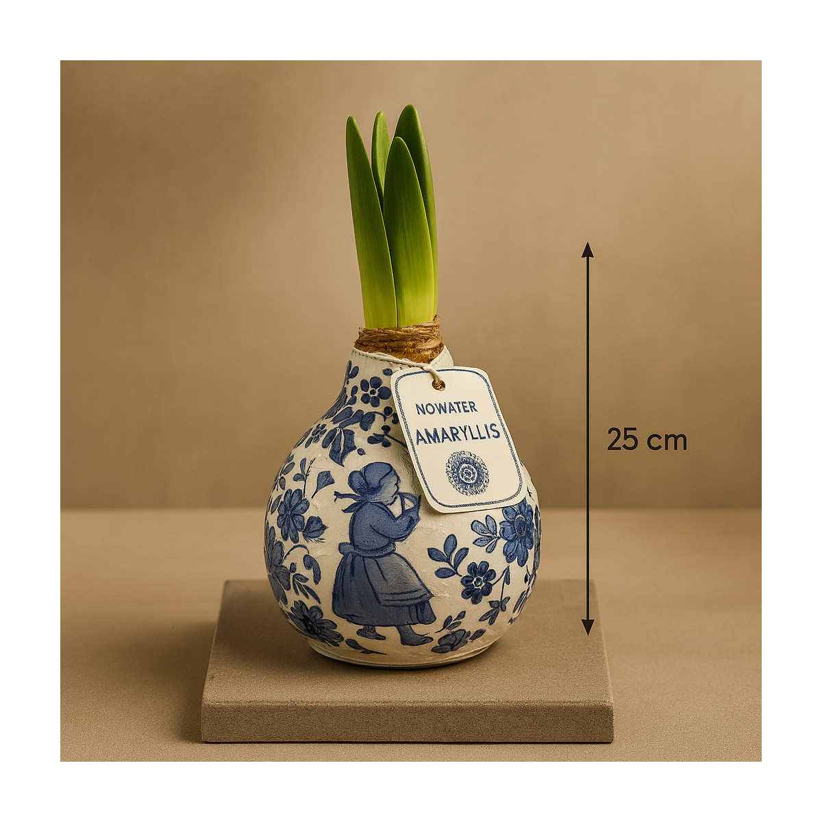 Vazoninis Amarilis „Delft Mėlynoji...