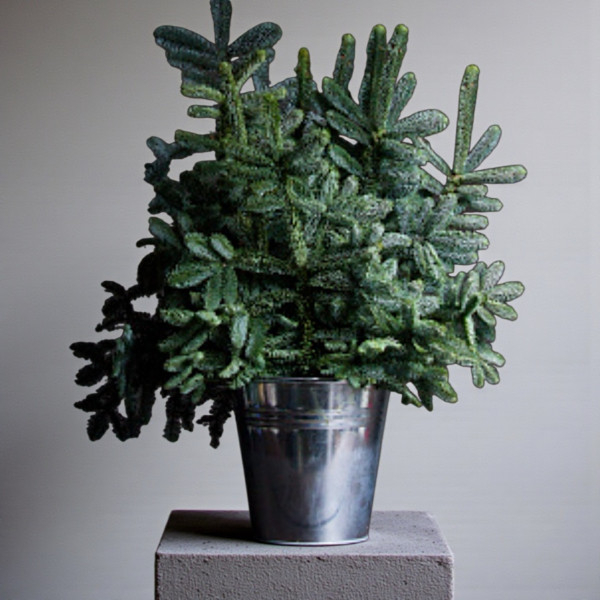 Kėnio šakos ~70 cm, kaina...