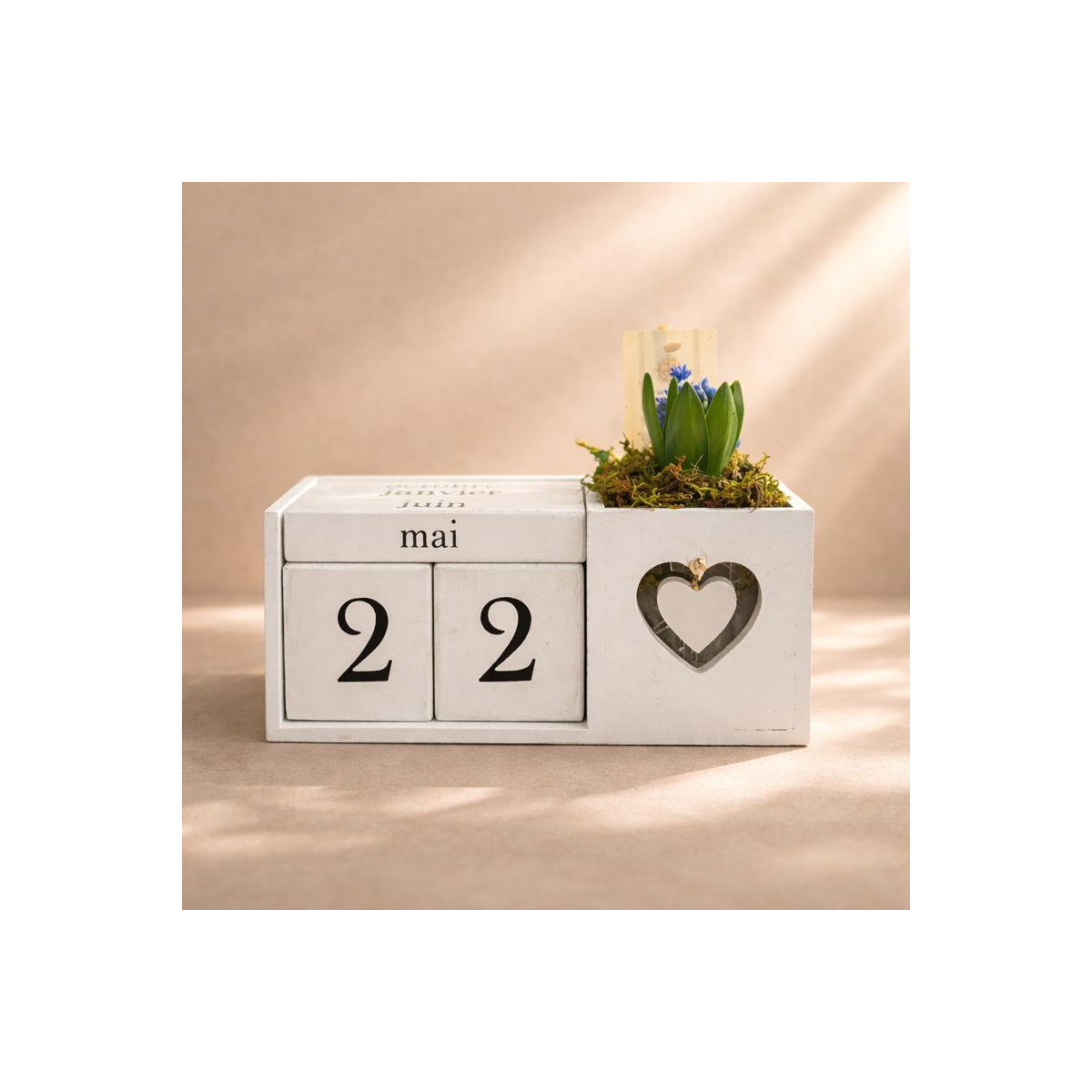 Vazoninis Augalas „Kalendorius su...