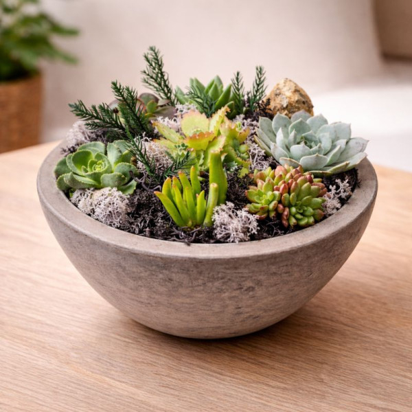 Vazoninis augalas „Žalioji...