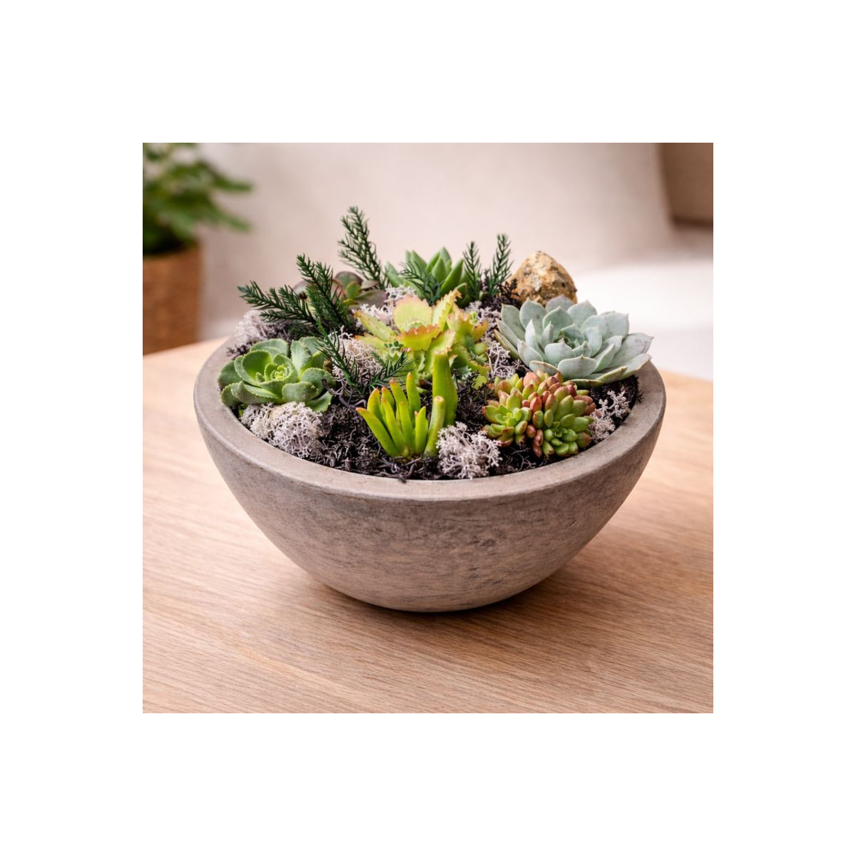 Vazoninis augalas „Žalioji Kompozicija“