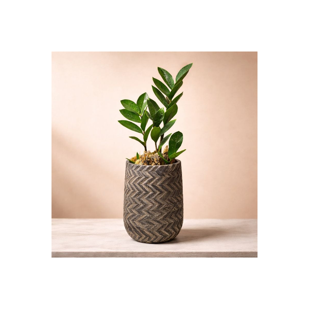 Vazoninis augalas „Žalioji Gausa“