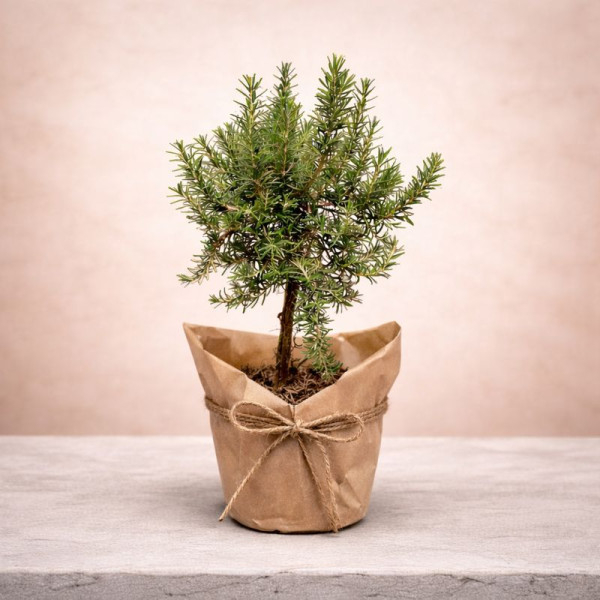 Vazoninis augalas „Rozmarinas“