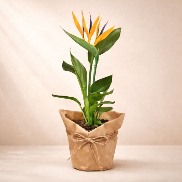 Vazoninis augalas...