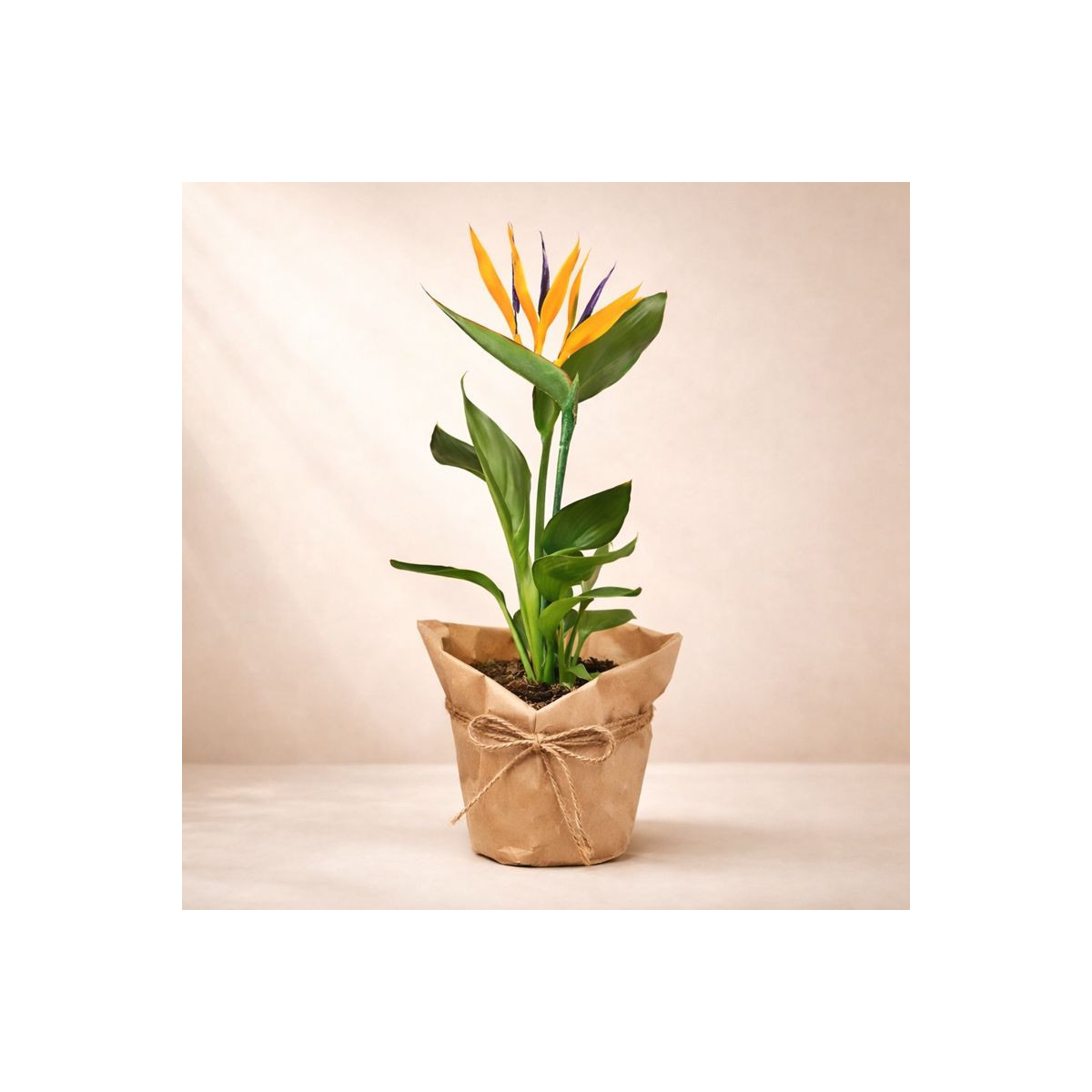 Vazoninis augalas „Strelicija su Žiedu“