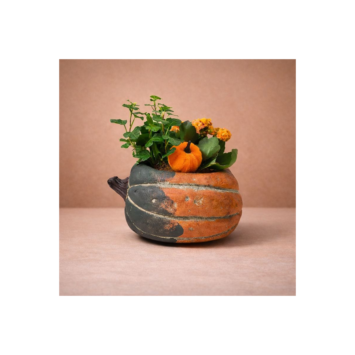 Vazoninis augalas „Moliūgas“