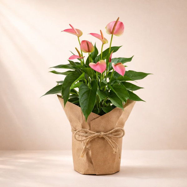 Vazoninis Augalas "Rožinis...