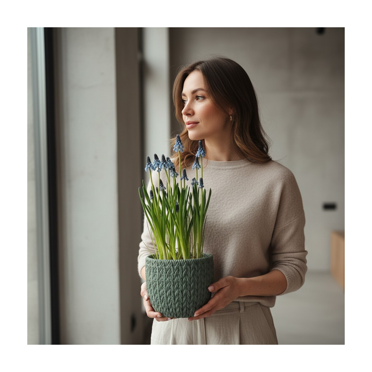 Vazoninis Augalas "Mėlynas Muskaris"