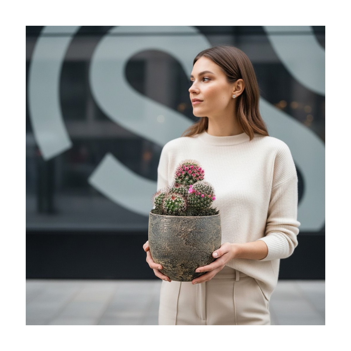 Vazoninis Augalas „Kaktusas Desert Mood“