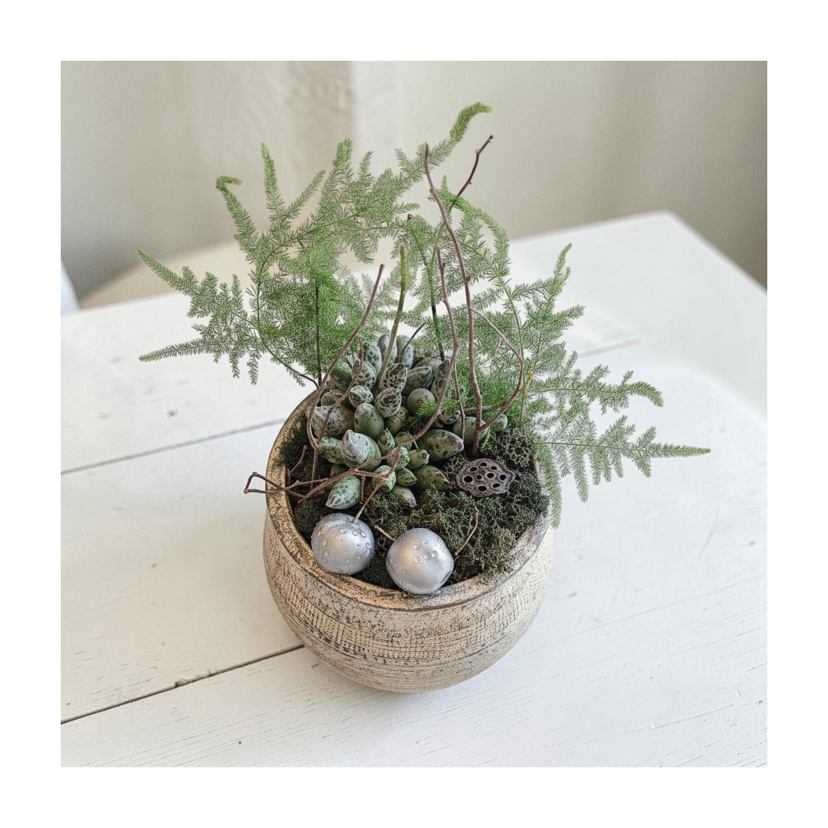 Vazoninis augalas „Sukulentas Natural...