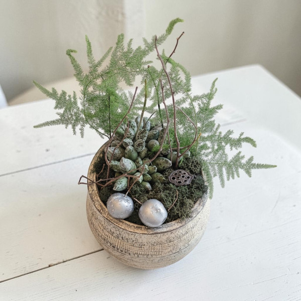 Vazoninis augalas „Sukulentas Natural Balance"