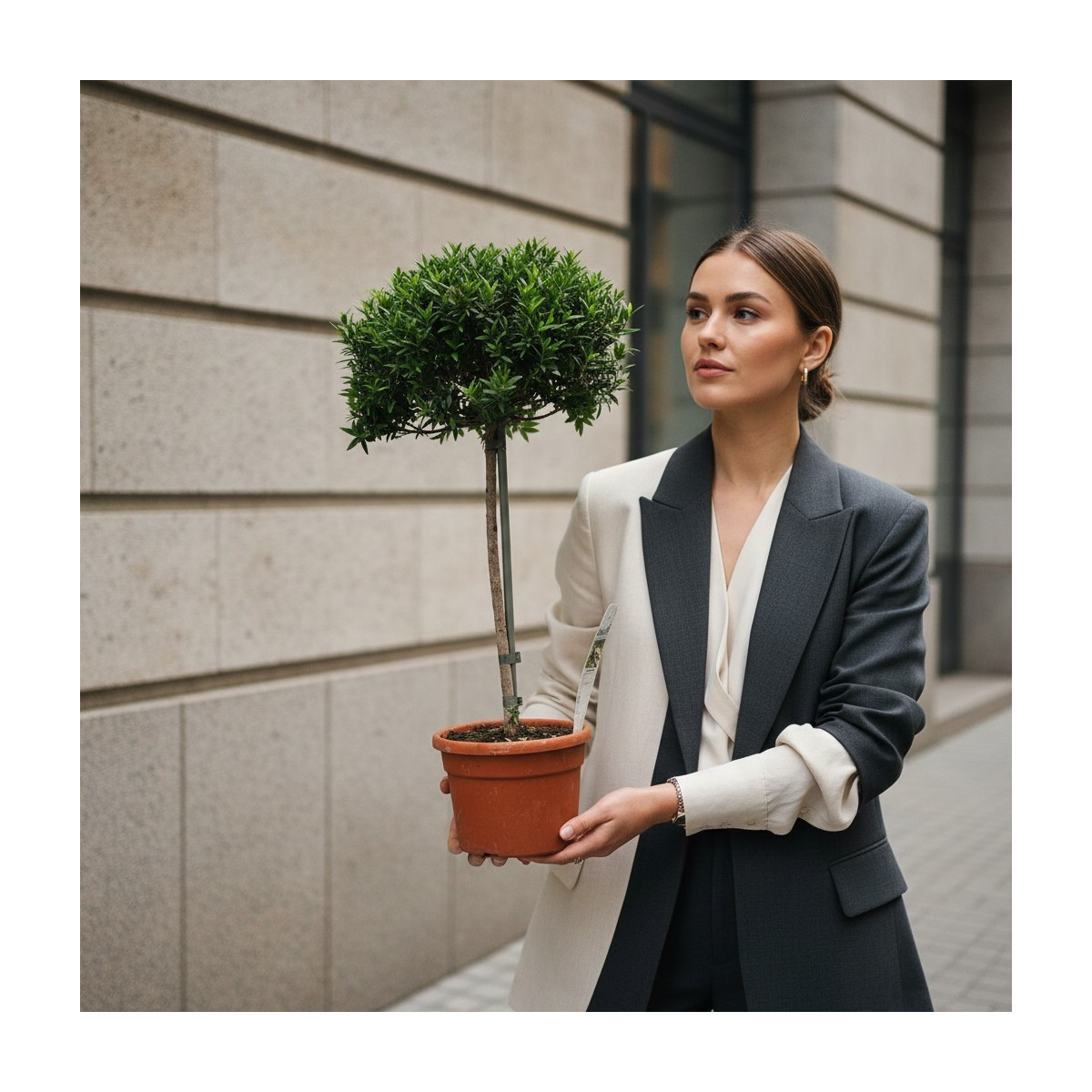 Vazoninis augalas „Mirta“