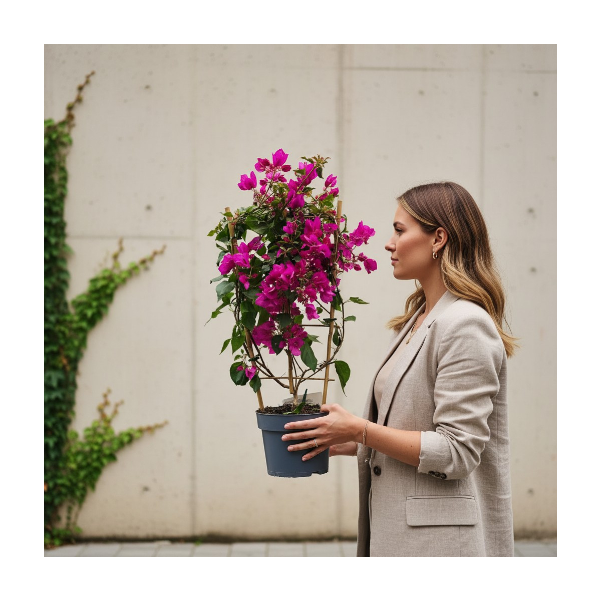 Vazoninis augalas „Bugenvilija“