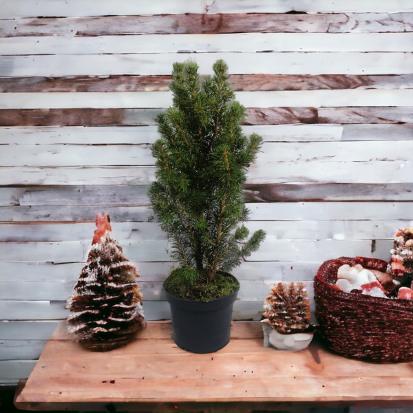 Vazoninis Augalas "Kalėdinė...