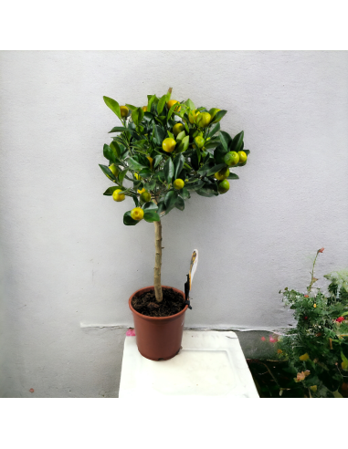 Vazoninė Gėlė "Mandarinų Medis" be keramikos vazono