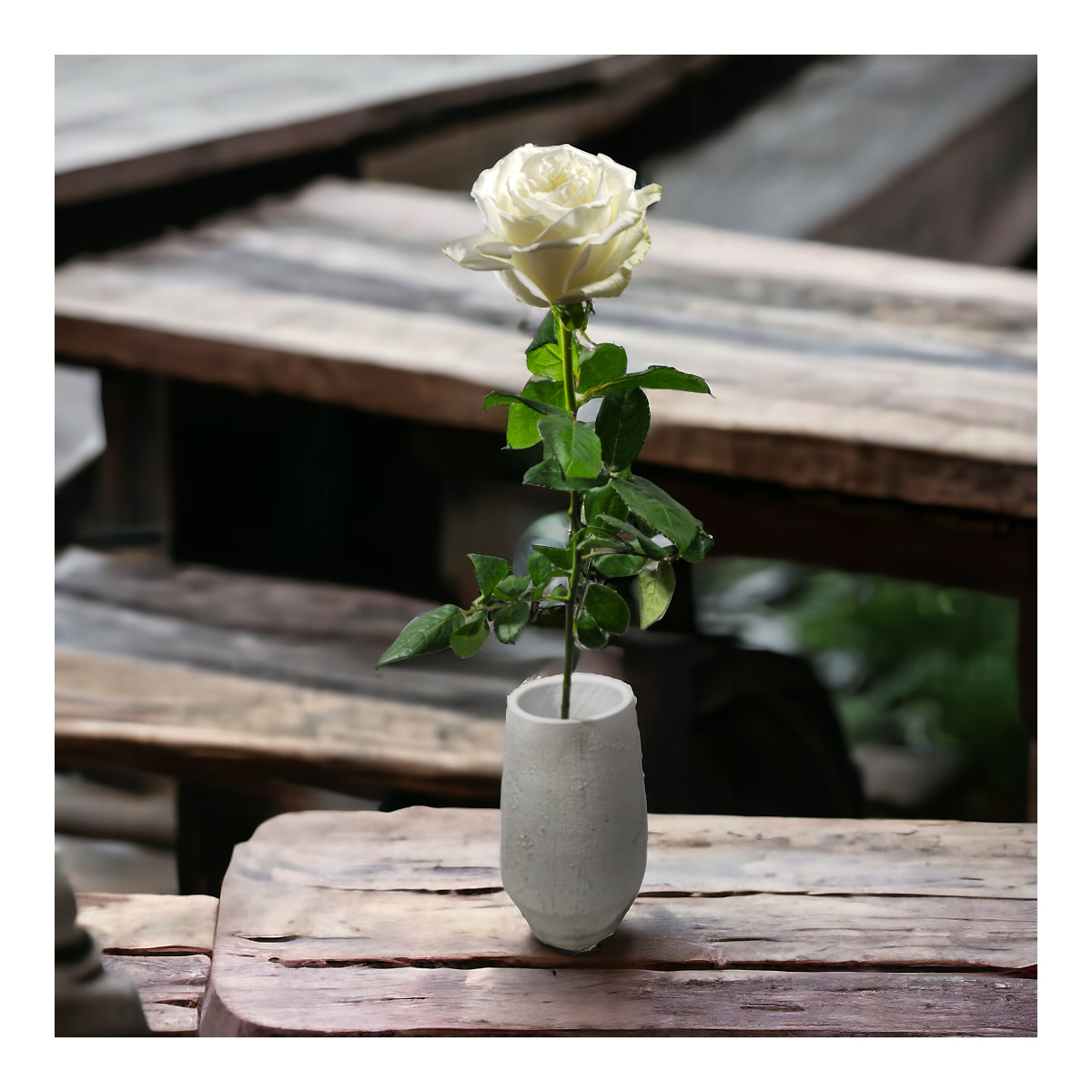 Baltos Ekvadoro rožės ~70 cm, Kaina...