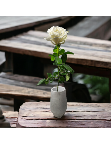 Baltos Ekvadoro rožės, ~70 cm