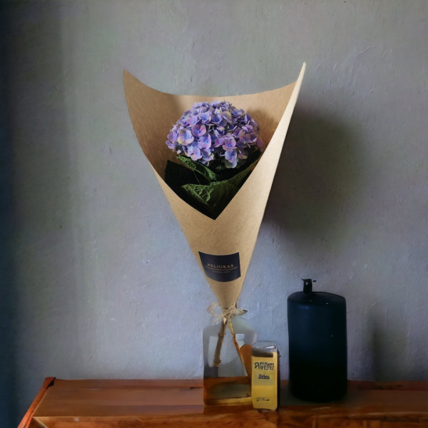 Hortenzijos (Spalvų Mix), Kaina nurodyta 1 vnt.