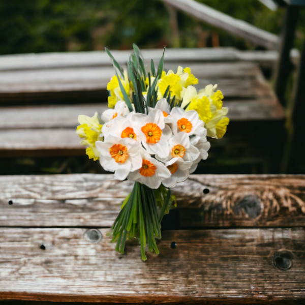 Narcizai (Spalvų MIX)