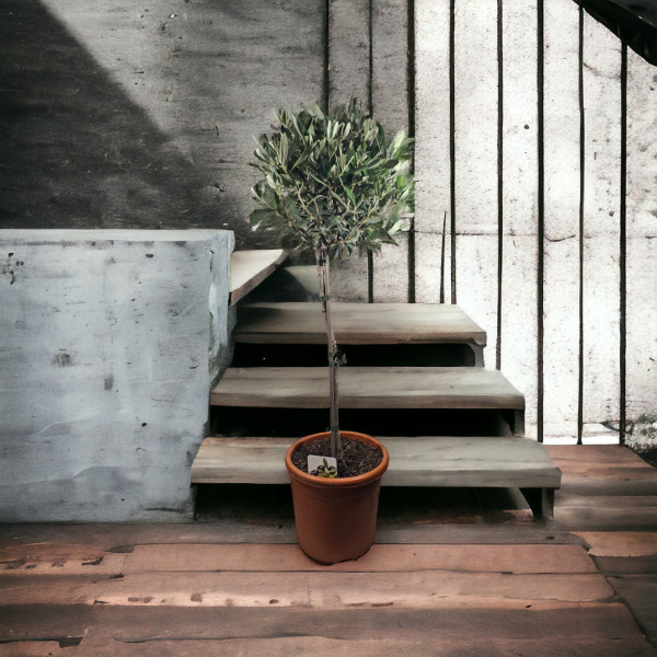 Vazoninė Gėlė "Alyvmedis"