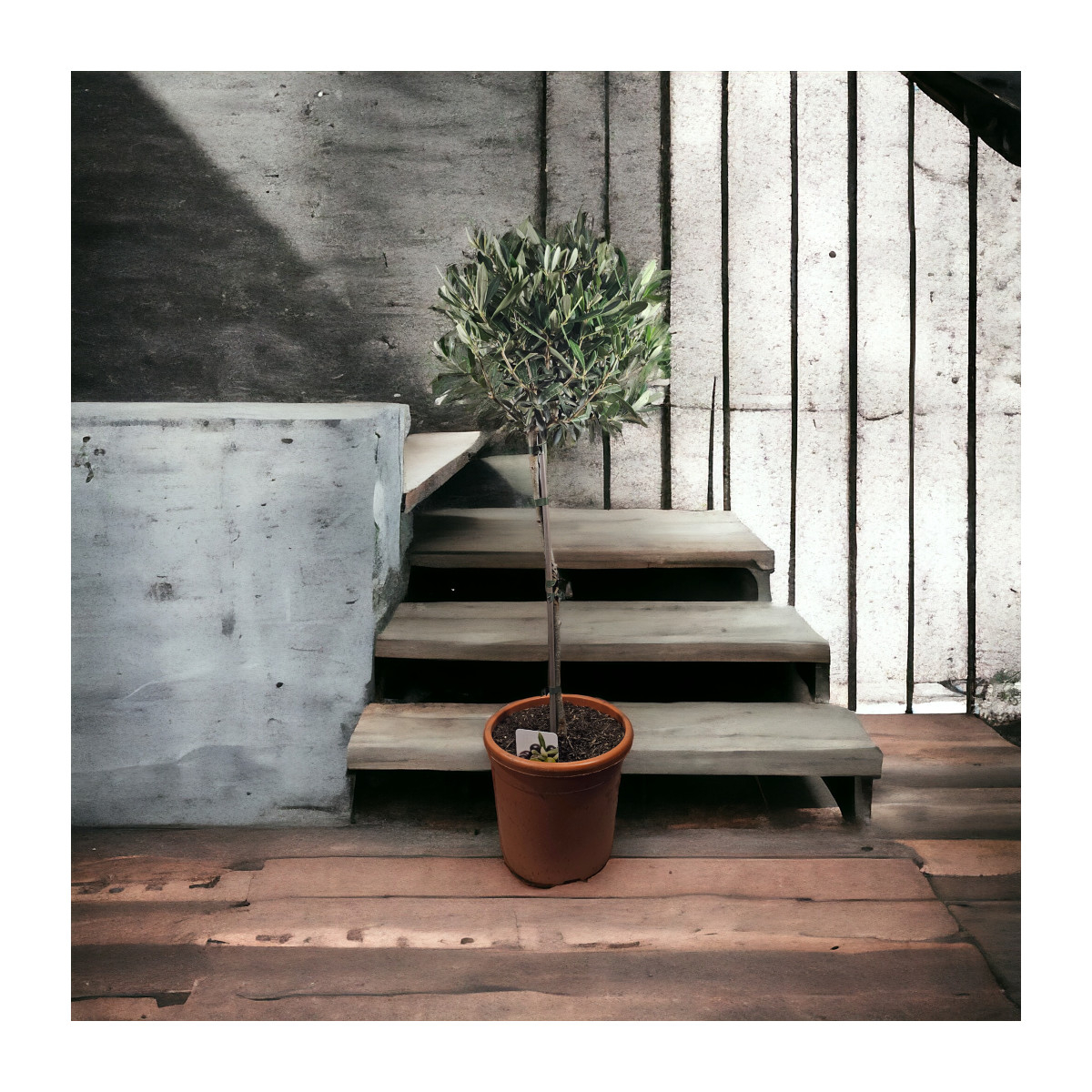 Vazoninė Gėlė "Alyvmedis"