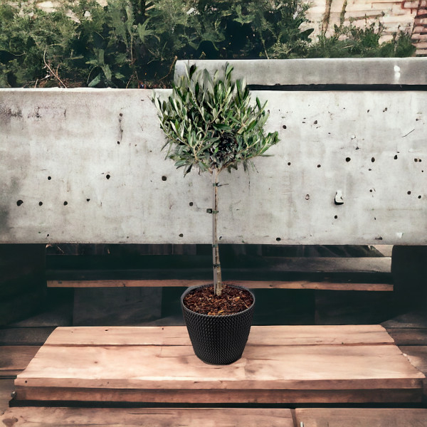 Vazoninė Gėlė "Alyvmedis"