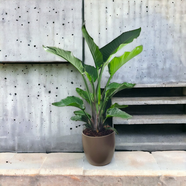 Vazoninis Augalas "Strelicija"